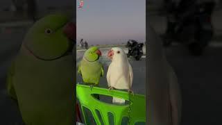 Funny parrots  #funny #pets #parrot