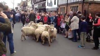 BBC Countryfile's Adam Henson attempting to drive sheep through Stratford