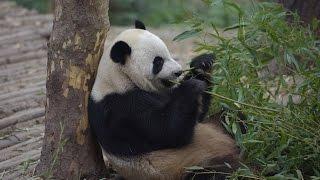 New pair of pandas arrive in Macao