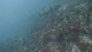 Goliath Grouper Hole Revisit - SCUBA Diving & Spearfishing June 25, 2024