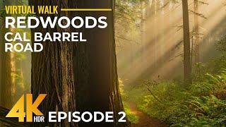 4K Relaxing Walk in Redwoods, California - Sunny Day on Cal Barrel Road + Ancient Forest Sounds - #2