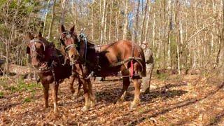 A Ride through the Adirondacks with Baron & Earl!