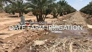 Sam Cobb Date Farms: California dates grown with flood irrigation #irrigation #dates #datepalm