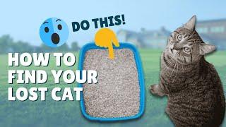 5 Tips on How to Find Your Lost Cat!