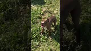 Какой же Соник красивый и правильный питбуль…. #питбуль #pitbul #питбульсоник