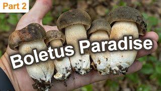 Epic Mushroom Hunting - 12th August 2022 - Dark cep | Boletus aereus | Funghi porcini | Mushrooms