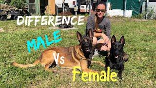 Dog Difference Male Vs Female #dogfunny #smartdog #doglife