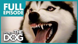The Demon Husky: Diesel | Full Episode | It's Me or The Dog