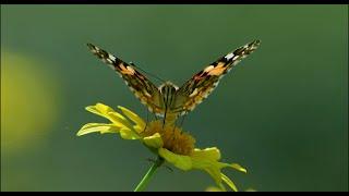 Wonderful video of Asian flora and landscapes without advertising for televisions on display.