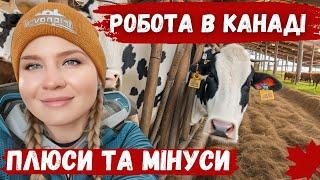 ВСЯ ПРАВДА ПРО РОБОТУ НА МОЛОЧНІЙ ФЕРМІ В КАНАДІ