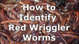 How to Identify Wild Red Wiggler Worms - Eisenia Fetida