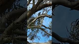 Black-faced cuckoo-shrike perched on a tree branch #shufflewing #cherryhawk