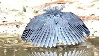 A black heron using its wings like an umbrella, creating shadow to catch fish #shorts