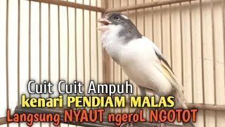 kenari gacor panjang Cuit Cuit EMOSI, Pancingan Kenari Paud Belajar Bunyi, terapi AMPUH Kenari MACET