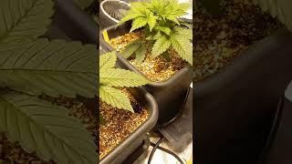 mendel genetics blackstrap strain with lotus nutrients in coco