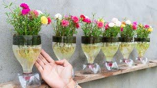 Creative Ideas, Recycle Plastic Bottles To Make Beautiful Portulaca (Moss) Pots For Your Home