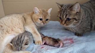 I have an announcement to make to you all about Mimi the cat has given birth safely.