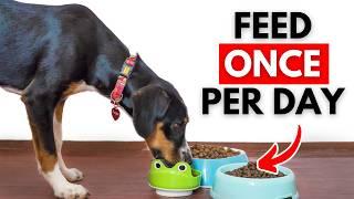 I Fed 60 Different Dog Foods, Here’s What I Learned