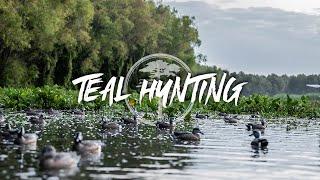 Duck Hunting  Teal Hunting in the Willows