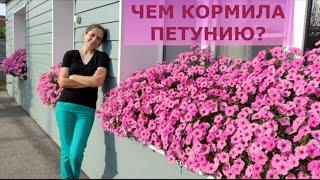 ЧЕМ КОРМИЛА ПЕТУНИЮ В ЭТОМ СЕЗОНЕ?