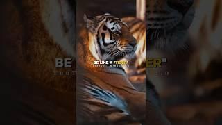 Sigma Rule~Be Like A Tiger  Motivation Quotes  #shorts #motivation #sigmamale