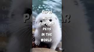 Top 10 Most Popular Pets in the World #shorts #interesting #trending