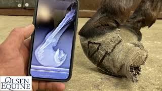 Amazing Life Changing Donkey Hoof Trimming with Lee Olsen Certified Journeyman Farrier