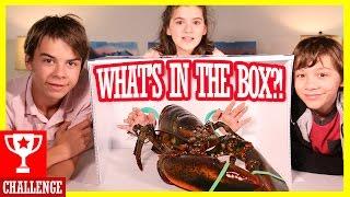 WHAT'S IN THE BOX CHALLENGE! WITH LIVE ANIMALS!  |  KITTIESMAMA
