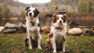 A Perfect Weekend with Australian Shepherds