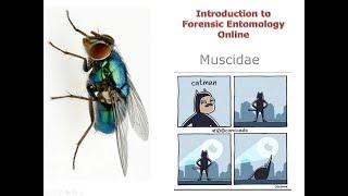 10 2 Muscidae