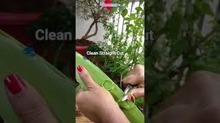 #SHORTS - Aloevera Gel Extraction | Sushmita's Diaries