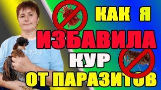 Куриные КЛЕЩИ, БЛОХИ, ПЕРОЕДЫ... - как избавиться от паразитов.