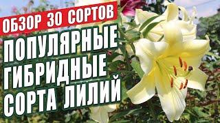 ПОПУЛЯРНЫЕ ГИБРИДНЫЕ СОРТА ЛИЛИЙ. ОБЗОР 30 СОРТОВ. ЛИЛИИ В САДУ.