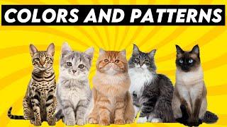The Ultimate Guide to Cat Colors: Discover These Mesmerizing Patterns!