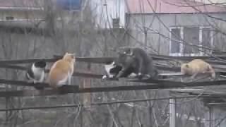 КОШКИ.  ГРУППОВУХА на высоте. СМЕРТЕЛЬНЫЙ НОМЕР!  CATS. GANGBANG at altitude. HORROW!