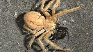 Black Widow vs. Huntsman Spider (Warning: May be disturbing to some viewers.)