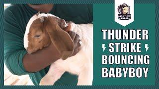 Westsidefarm | Thunder Strike and Betsy's Bouncing Baby Boy