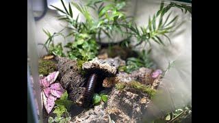 HOW TO MAKE NATURAL TERRARIUM FOR GIANT AFRICAN MILLIPEDE'S!