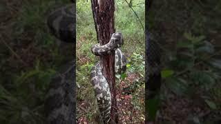 What_an_incredible_thing_to_witness___Coastal_Carpet_Pythons_are_a_semi-arboreal_species_that_have