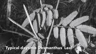 Nyctinastic leaf movements of Desmanthus