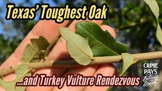 Texas's Toughest Oak