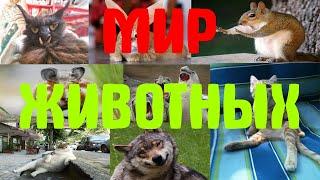 Мир животных #1 | 16 минут смеха | animals coub | кошки, собаки, гуси.