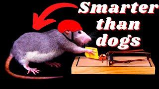 The Hidden Genius of Rats: This is how Smart they REALLY are...