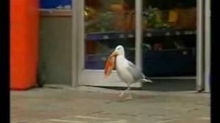 Sam the seagull stealing Doritos