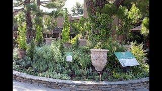 The Sensory Garden