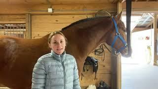 Equine Neck Massage