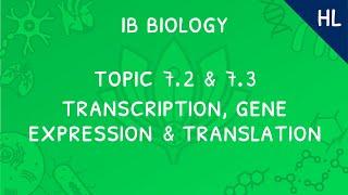 IB Biology Topics 7.2 & 7.3 (HL): Transcription, Gene Expression, and Translation