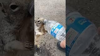 Hikers Help Adorable, Thirsty Squirrel!