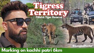 Tigress Territory | 6km Marking on Kachhi Patri | Pilibhit Tiger Reserve