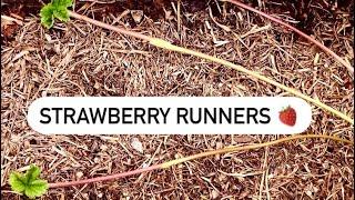 Strawberry Plant Runners